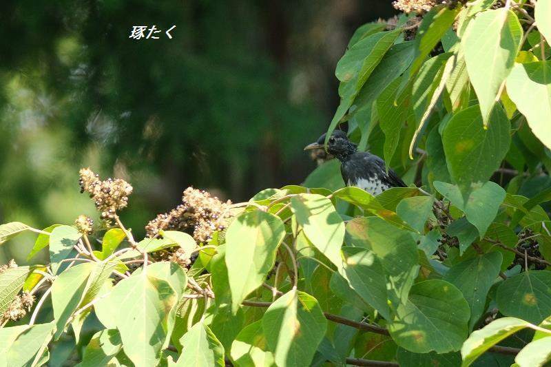 1a-ADSCF0047.jpg