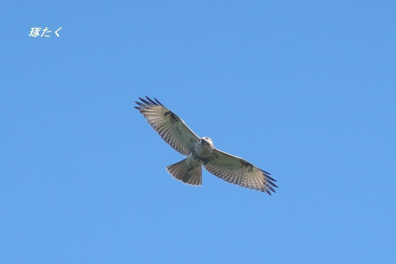1a-ADSCF0056.jpg