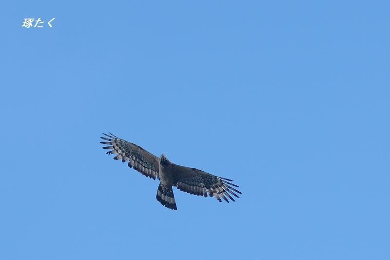 1a-ADSCF0084.jpg