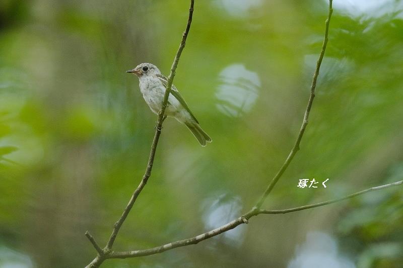 オオルリ幼鳥 琢たくの野鳥撮物控