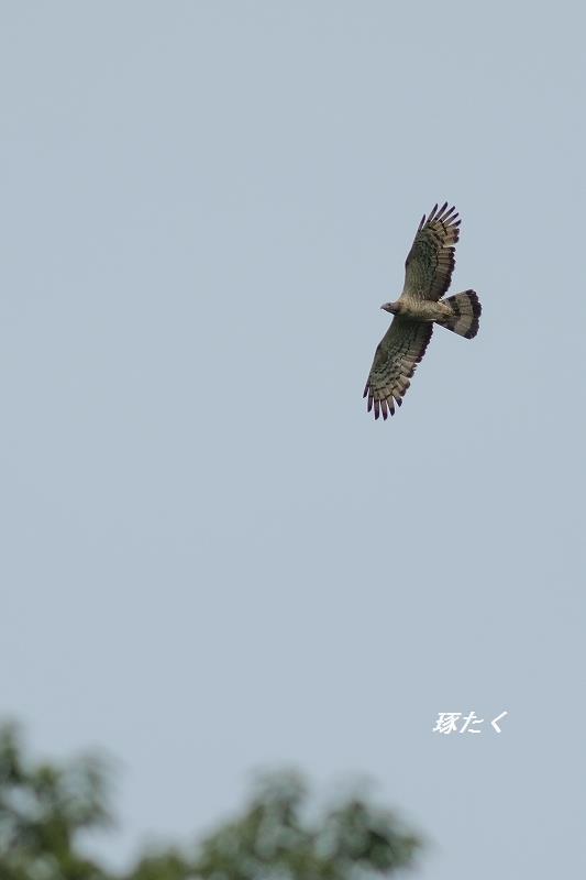 1a-ADSCF0090.jpg