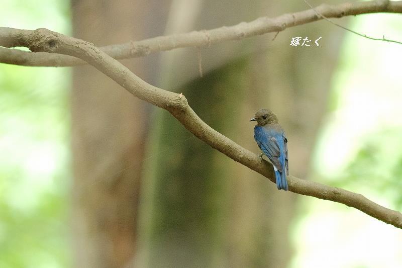 オオルリ幼鳥 キビタキ幼鳥 琢たくの野鳥撮物控