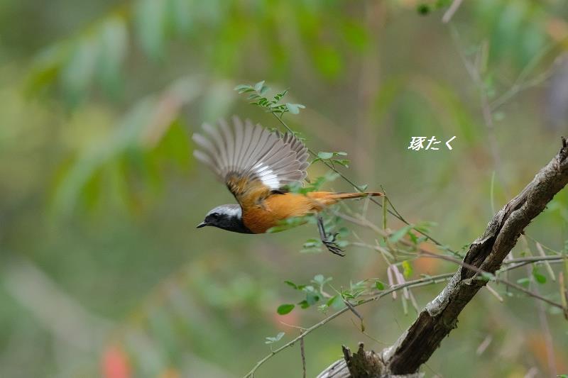 1a-ADSCF0111.jpg