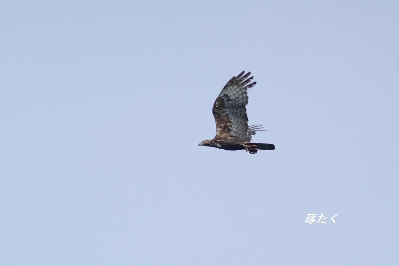 1a-ADSCF0129.jpg