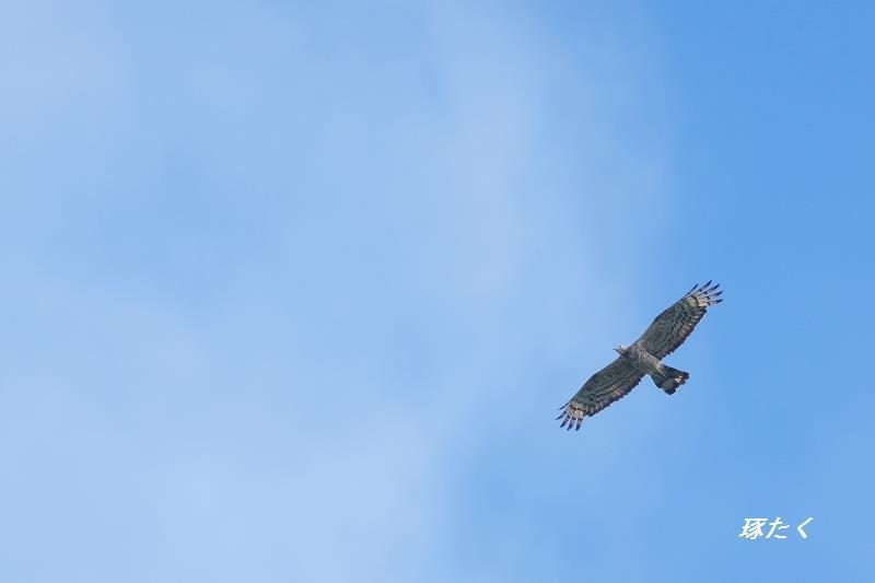 1a-ADSCF0131.jpg