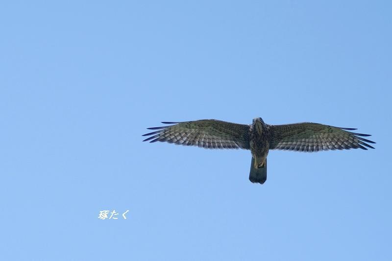 1a-ADSCF0223.jpg