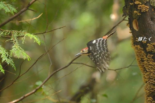 1a-ADSCF0312.jpg