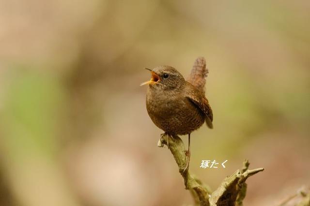 1a-ADSCF0329.jpg
