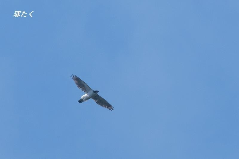 1a-ADSCF1105.jpg