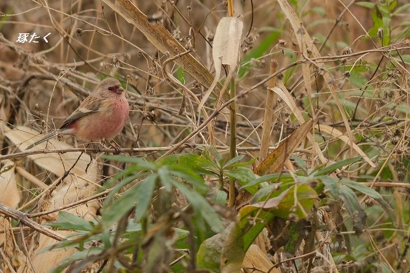 ベニマシコ雄とコミミズクを撮る 琢たくの野鳥撮物控