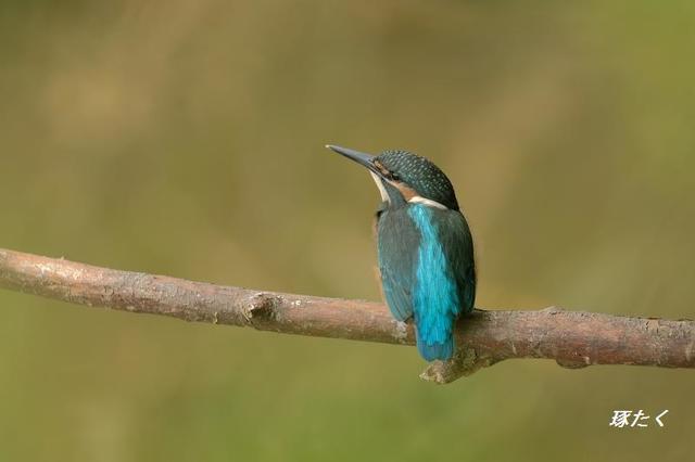 1a-ADSCF2273.jpg