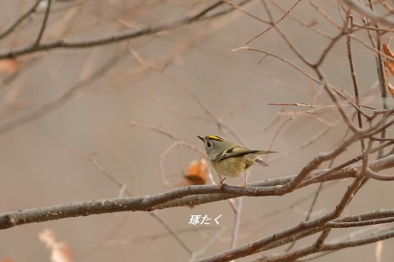 1a-ADSCF3109.jpg