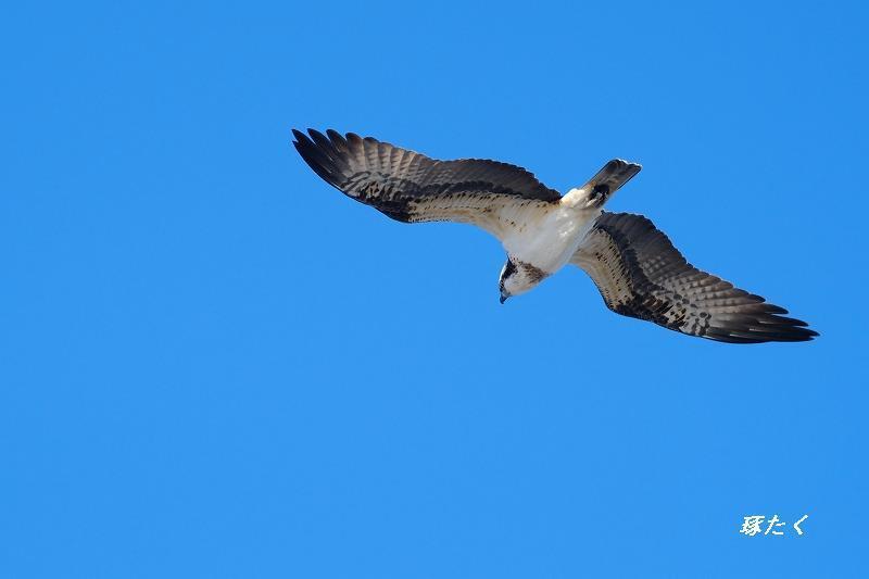 1a-ADSCF3918.jpg