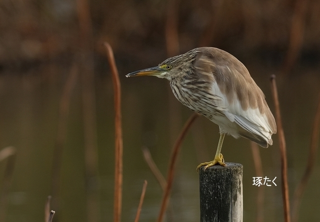 アカガシラサギ2.jpg