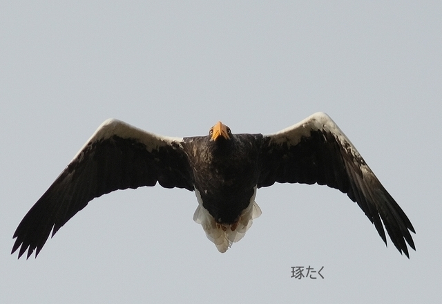 オオワシ2.jpg