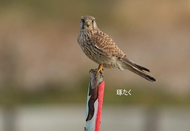 チョウゲンボウ1.jpg