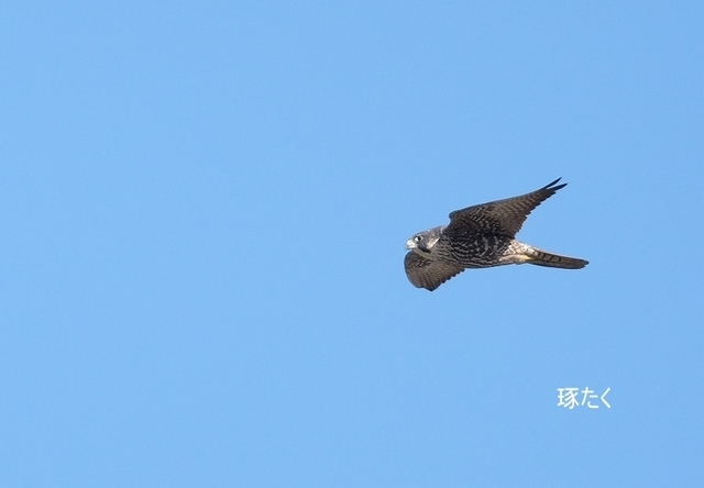 ハヤブサ若鳥.jpg