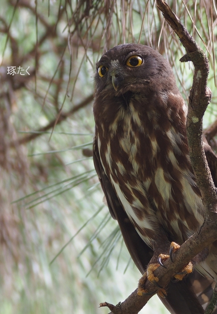 アオバズク Brown Hawk-Owl: 琢たくの野鳥撮物控