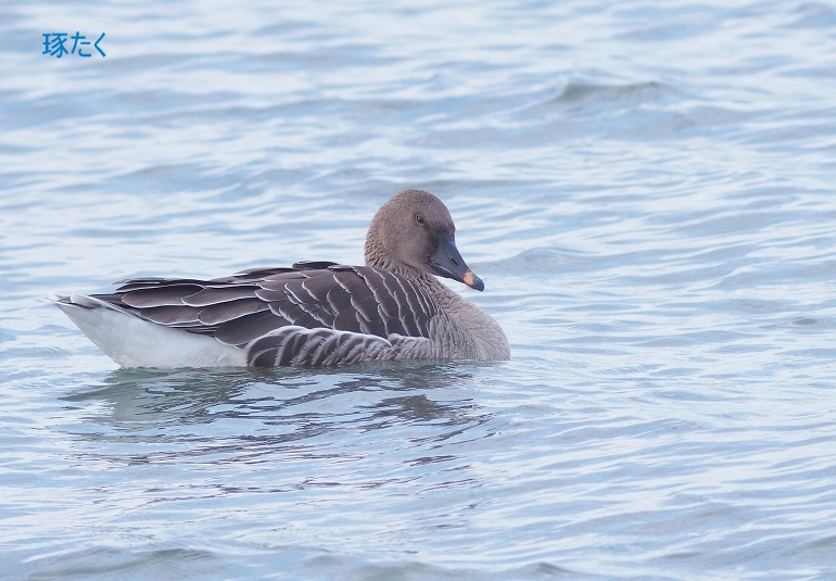 (20) オオヒシクイ Middendorf's bean goose 琢たくの野鳥撮物控