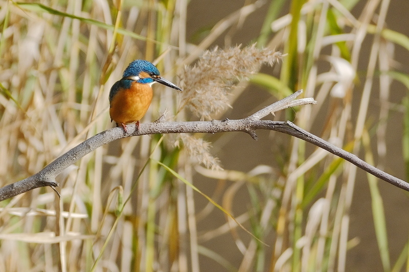 カワセミ 琢たくの野鳥撮物控