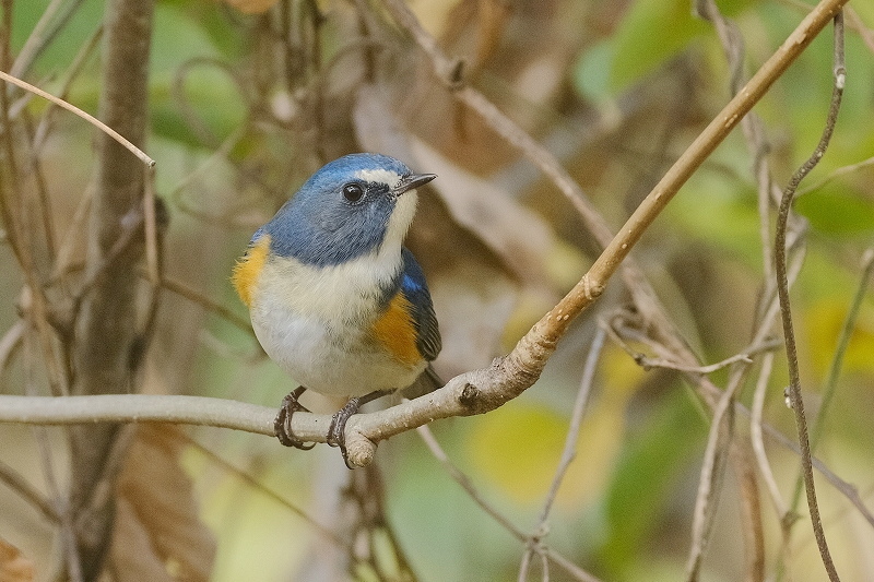 a-ADSCF0358.jpg