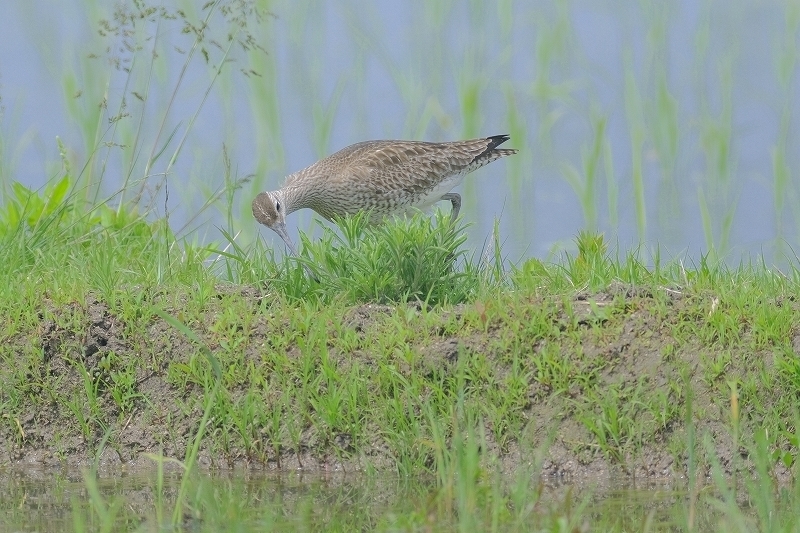 a-ADSCF0527.jpg