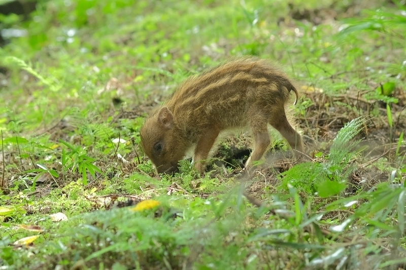 サンコウチョウ キビタキ幼鳥 猪の子供 琢たくの野鳥撮物控