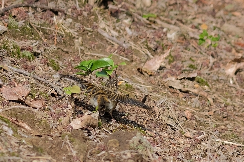 a-ADSCF3225.jpg