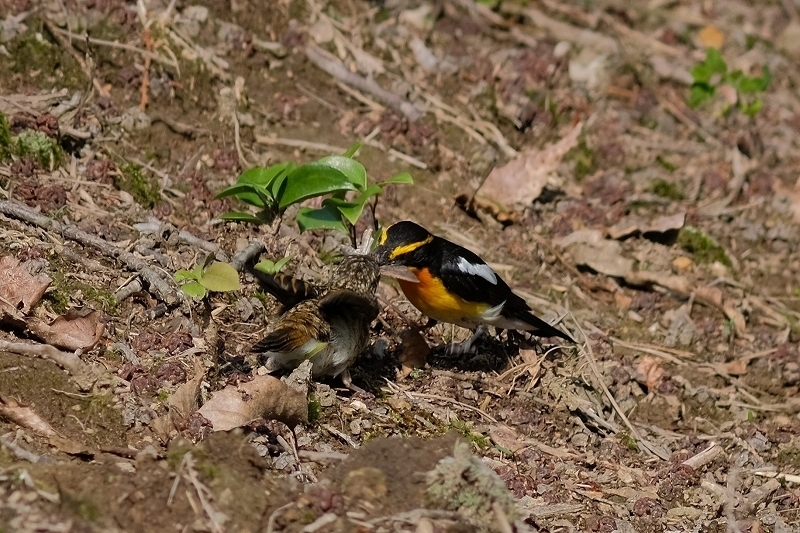 a-ADSCF3248.jpg