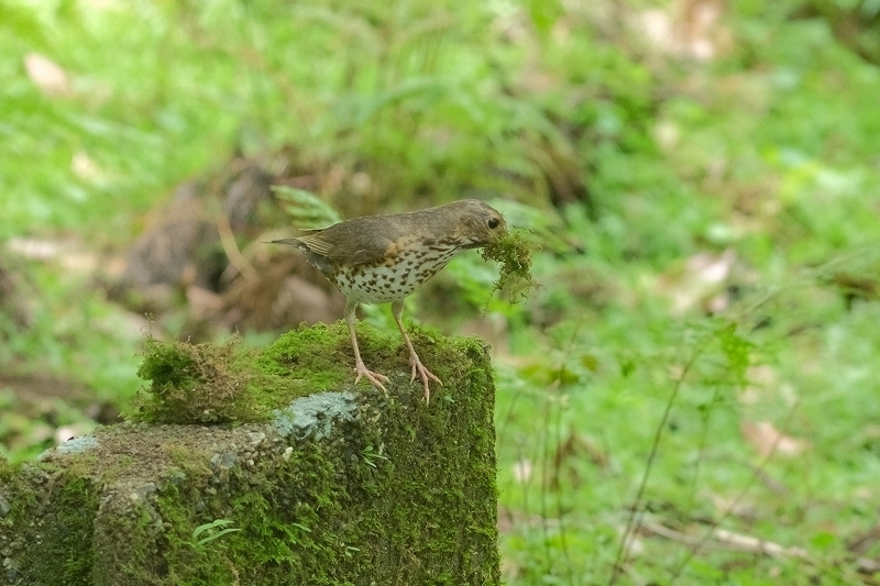 a-ADSCF3668.jpg