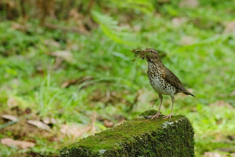 a-ADSCF3683.jpg