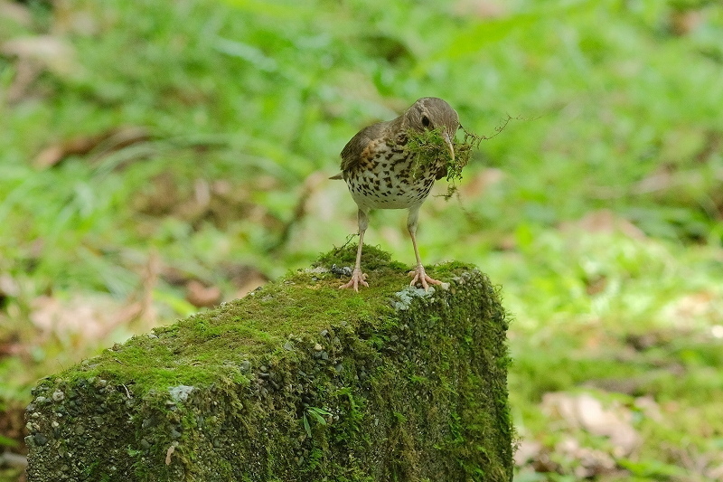 a-ADSCF3708.jpg