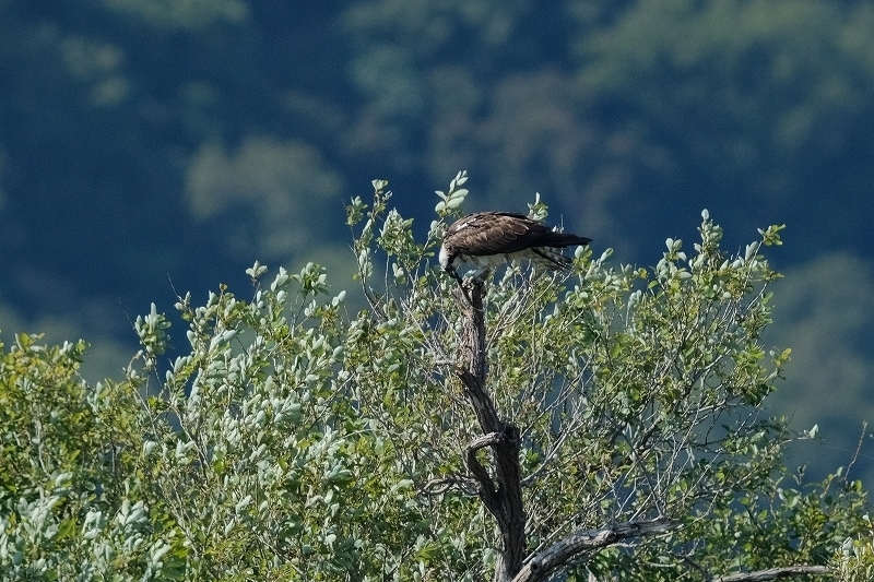a-ADSCF4637.jpg