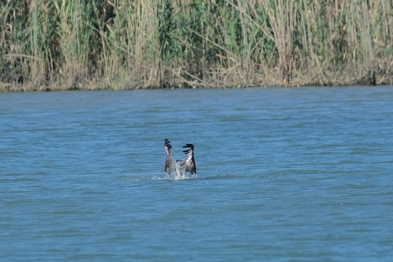 a-ADSCF4707.jpg