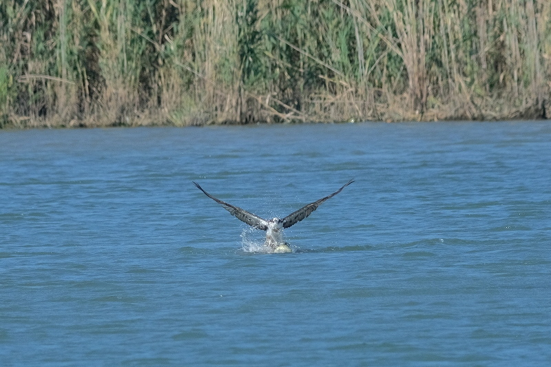 a-ADSCF4708.jpg