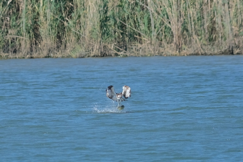 a-ADSCF4709.jpg