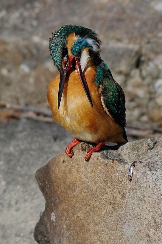 a-ADSCF5284.jpg