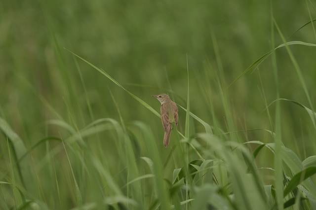 a-A_NS_DSCF2051.jpg