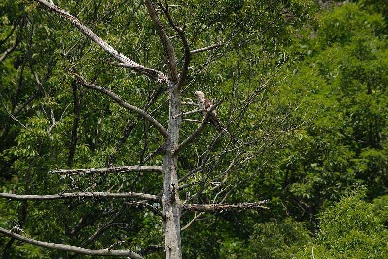 a-DSCF0198.jpg