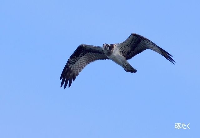 s-DSCF6745-001.jpg