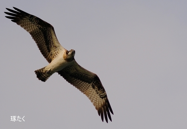 s-DSCF6795-001.jpg