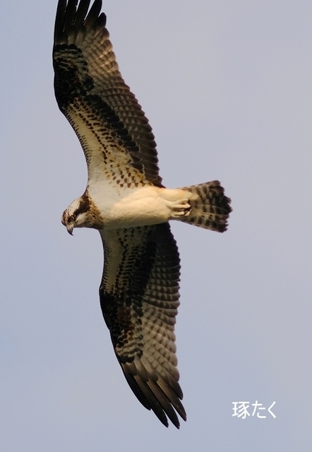 s-DSCF6819-001.jpg