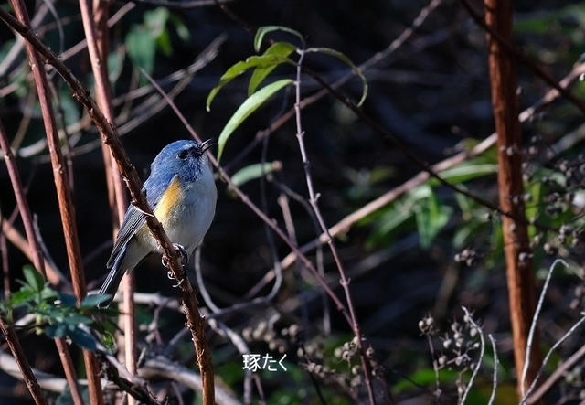 s-DSCF7126-001.jpg