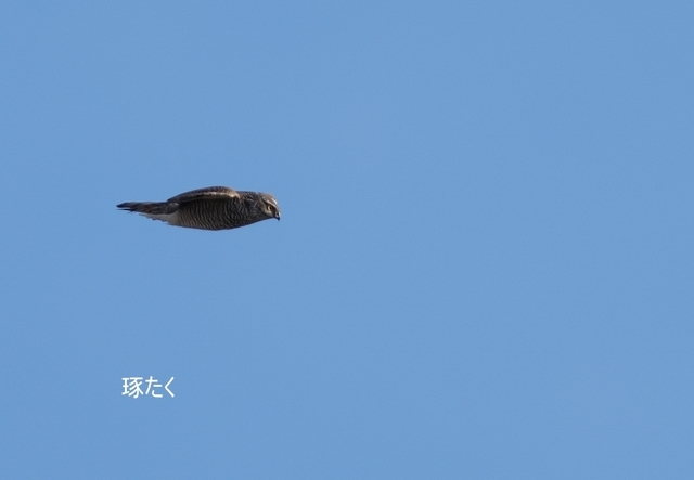 s-DSCF8766-002.jpg