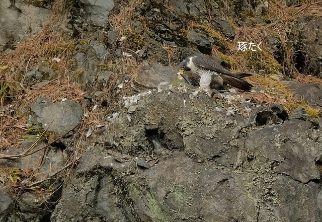 s-DSCF9098-001.jpg