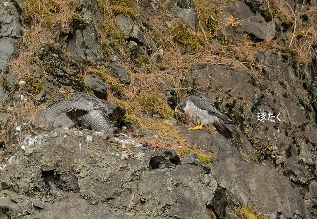 s-DSCF9115-001.jpg