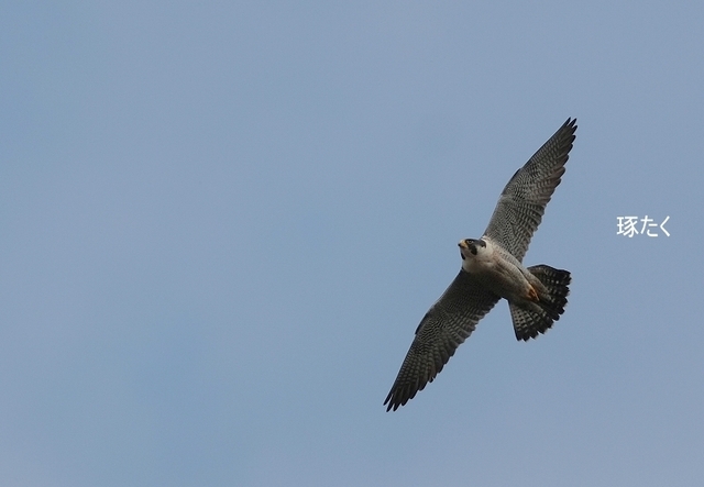 s-DSCF9187-001.jpg