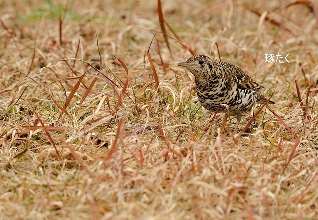 s-DSCF9288-001.jpg