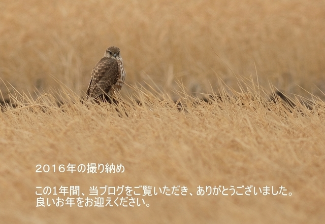 s-DSCF9512-001.jpg